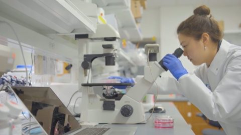 A researcher peers into a microscope