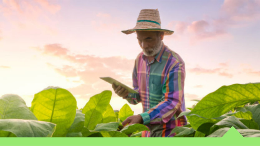 A rural farmer holding a tablet inspecting crops.