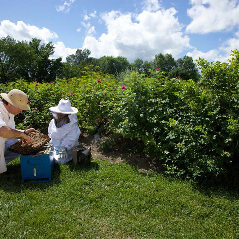 INTERMIEL – LE MONDE DES ABEILLES