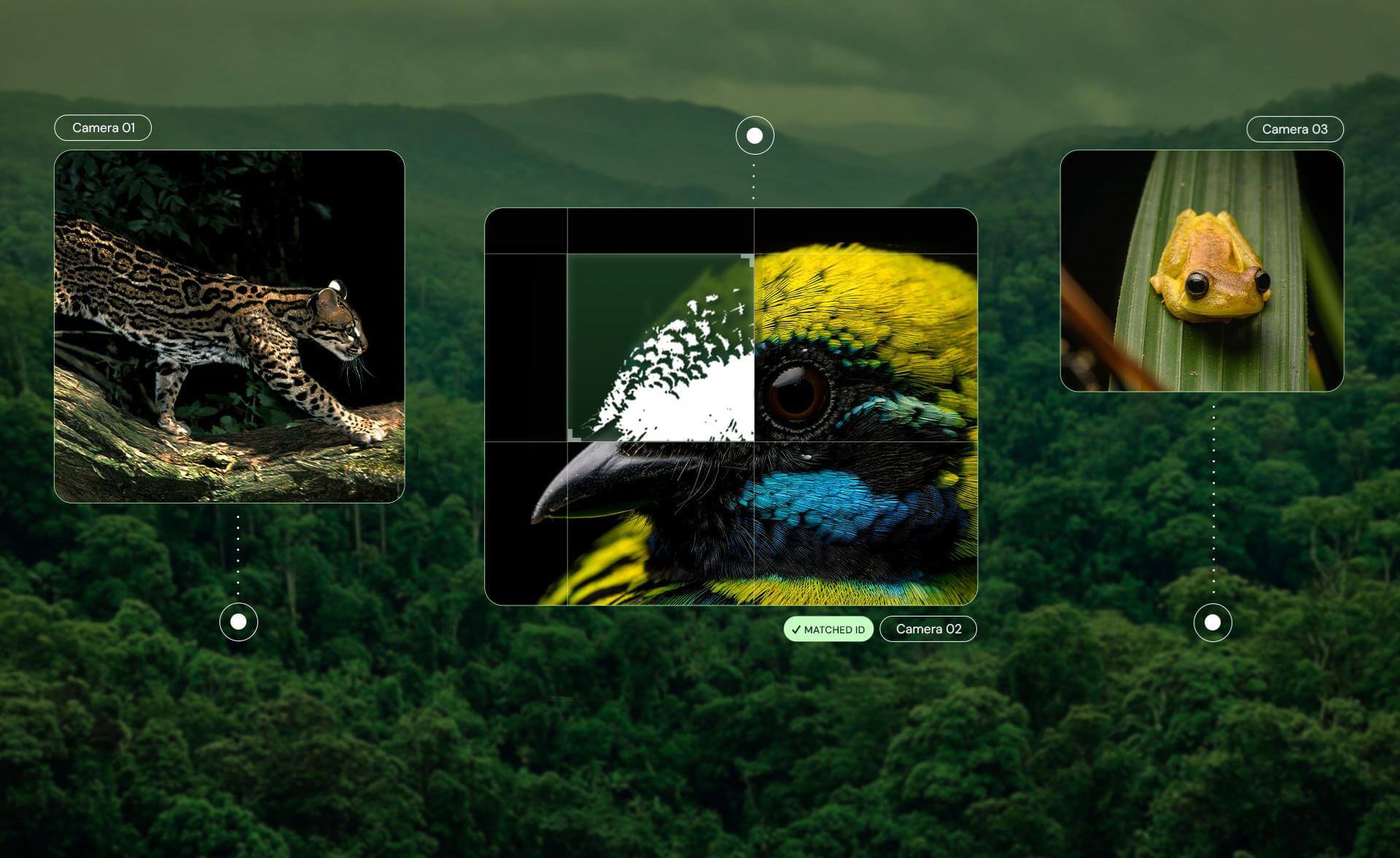 Wildlife camera interface showing a wild cat, a colorful bird in close-up, and a yellow frog on a leaf, with Camera 02 currently active.